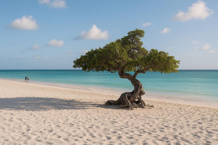 Wind-bent divi-divi tree on a white beach in Aruba